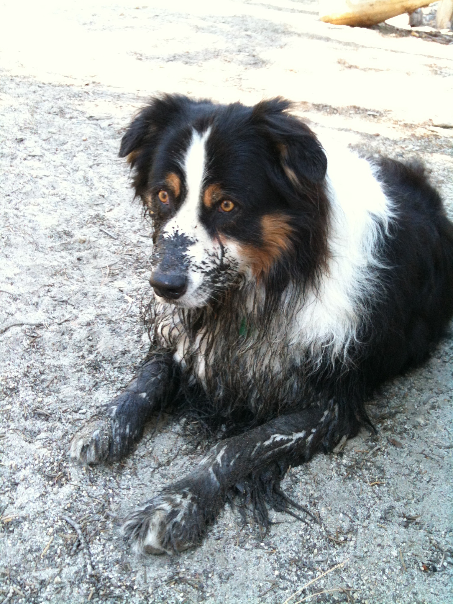 Buzz after finding "water" (a mud hole, actually...) on a hot day