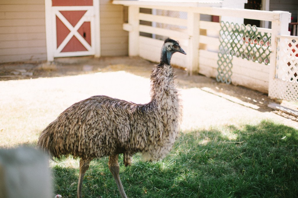 Emu